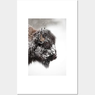 American bison (C011/1570) Posters and Art